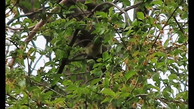 Mosquitero sp. - ML559074521