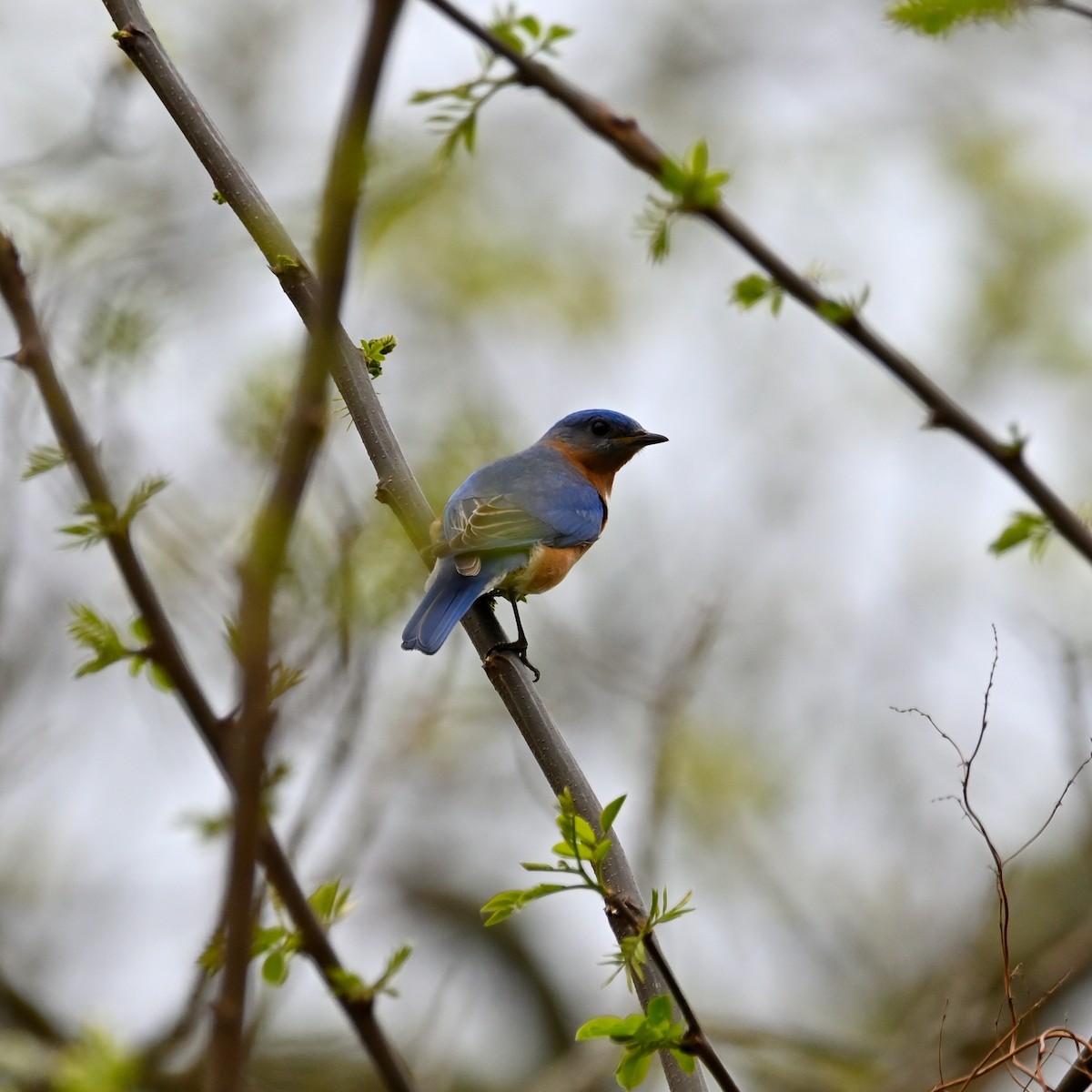 Eastern Bluebird - ML559074551