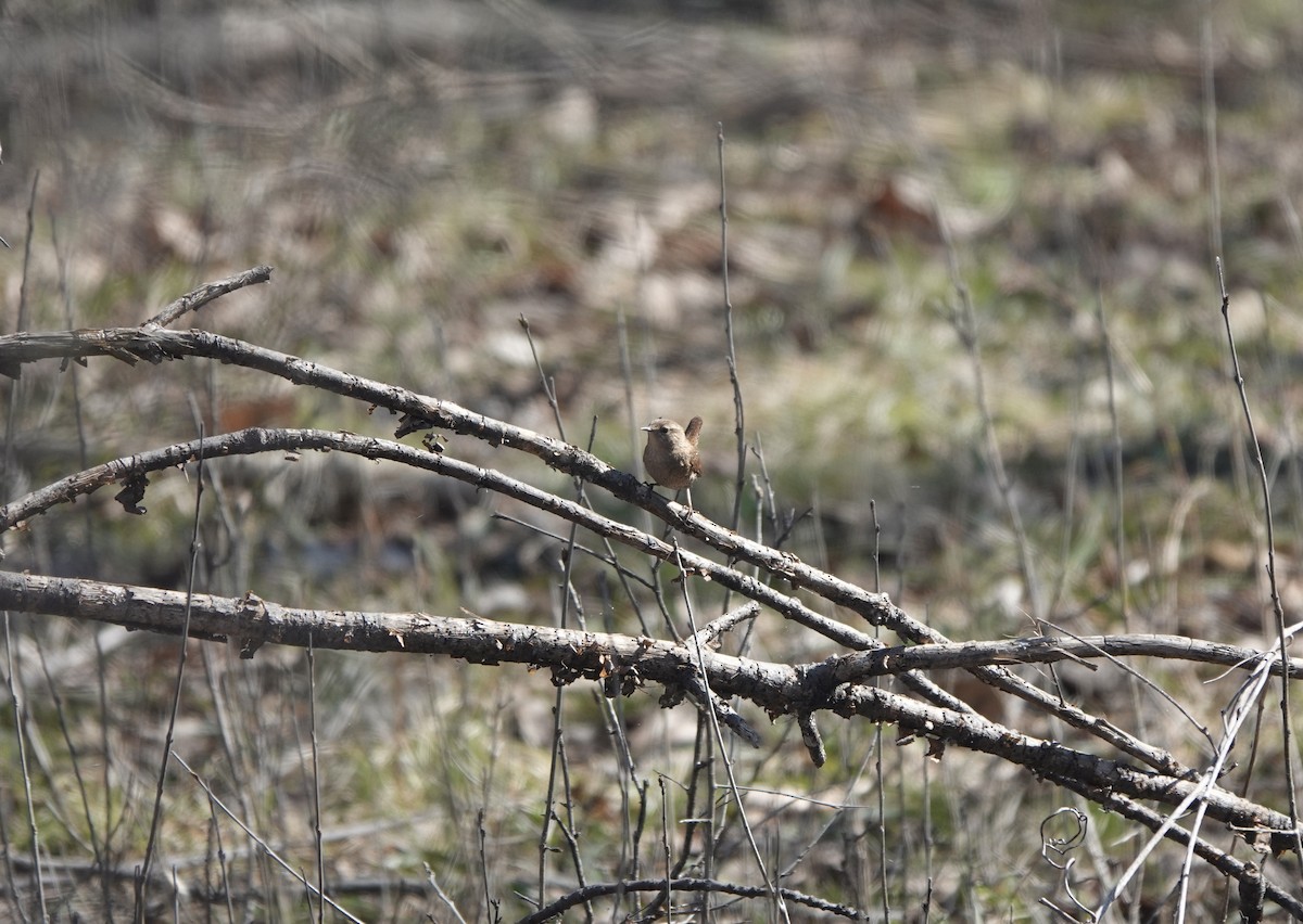 Winter Wren - Sylvie Vanier🦩