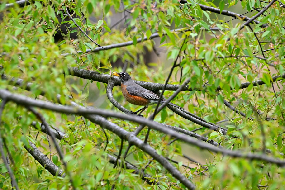 American Robin - ML559074651