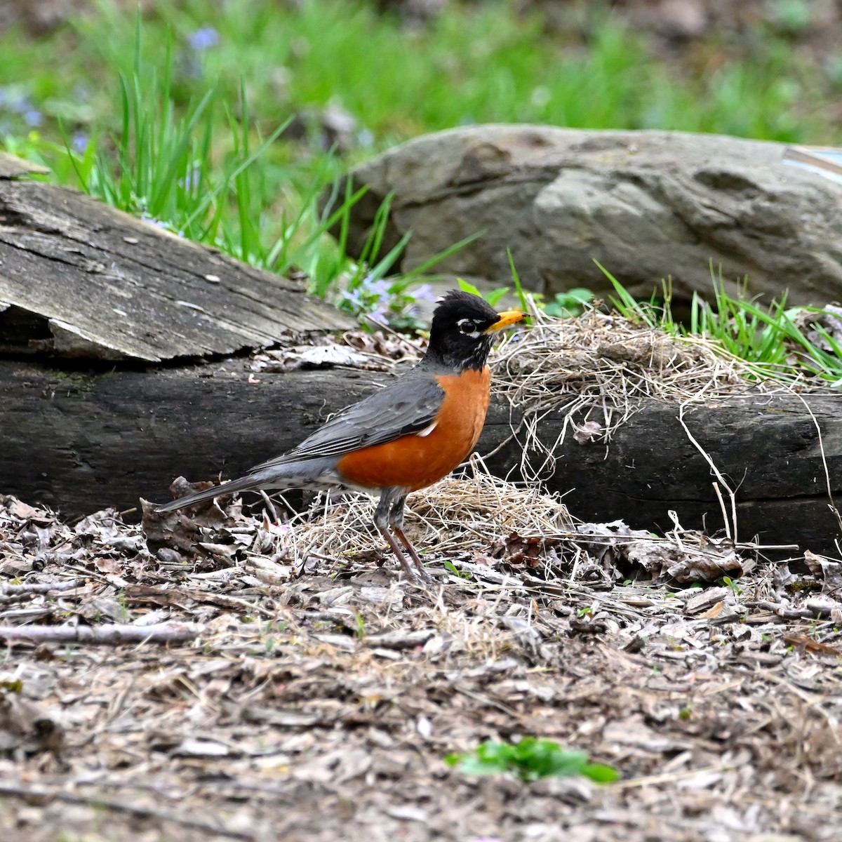 American Robin - ML559074661