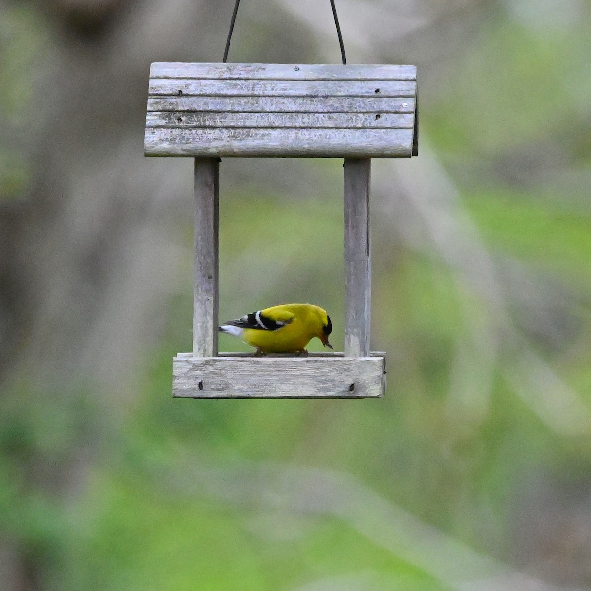 American Goldfinch - ML559074741