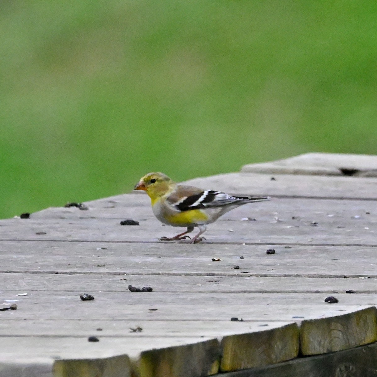 American Goldfinch - ML559074751