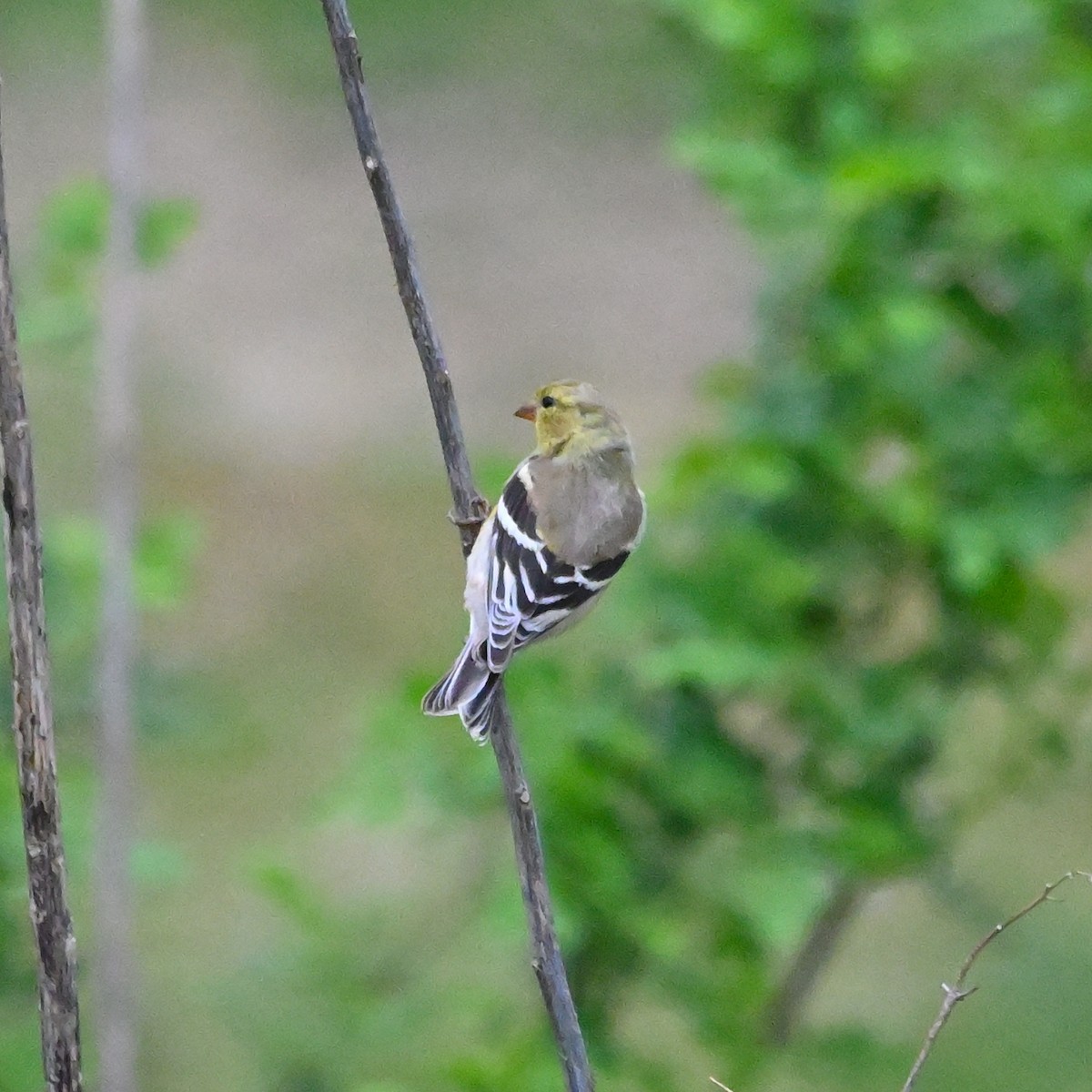 American Goldfinch - ML559074761