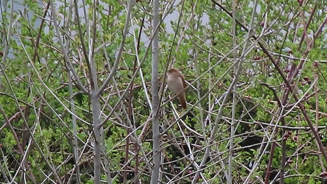 Common Nightingale - ML559074841