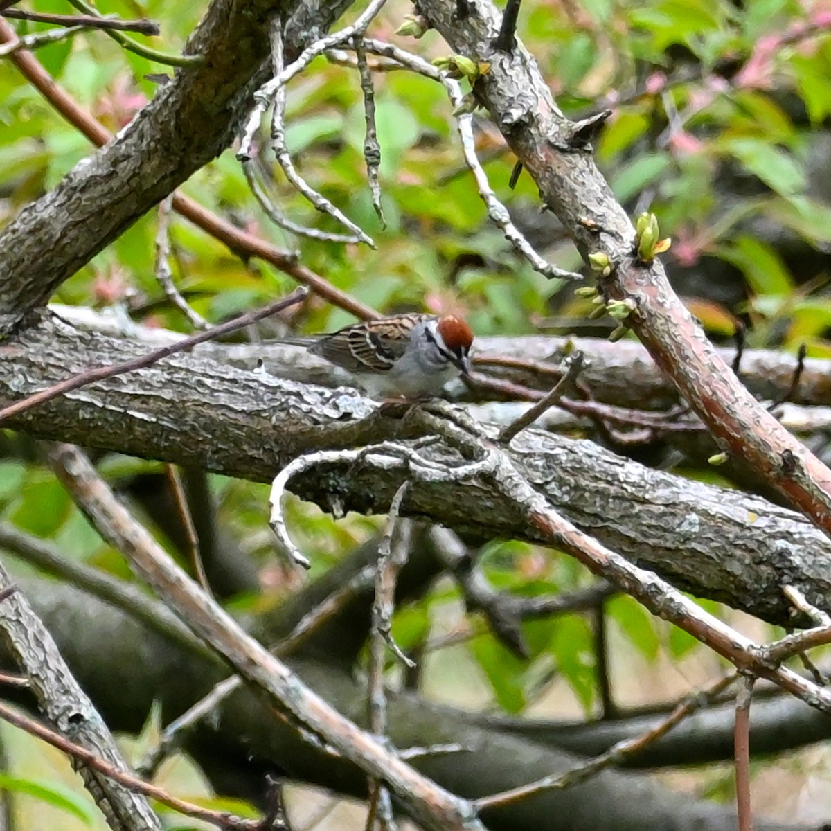 Chipping Sparrow - ML559074851