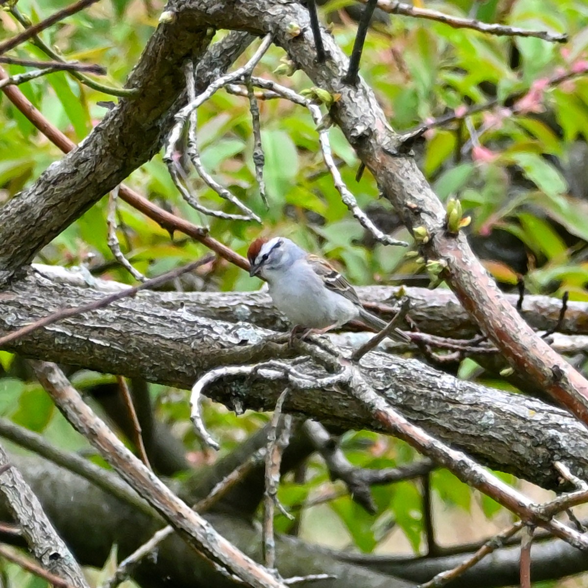 Chipping Sparrow - ML559074861