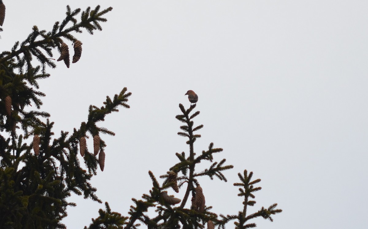 Mokoker arrunta - ML559074891