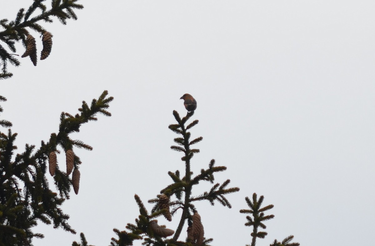 Mokoker arrunta - ML559074901