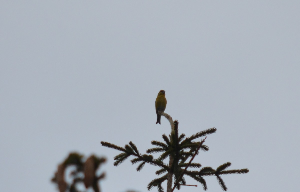 Mokoker arrunta - ML559074911