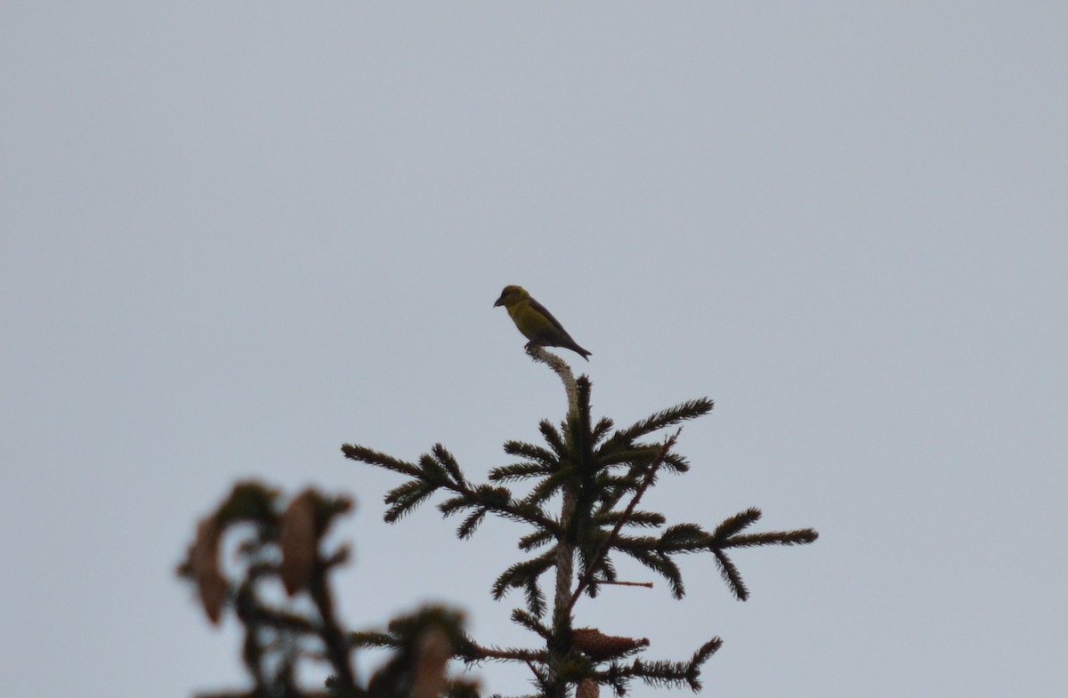 Mokoker arrunta - ML559074931