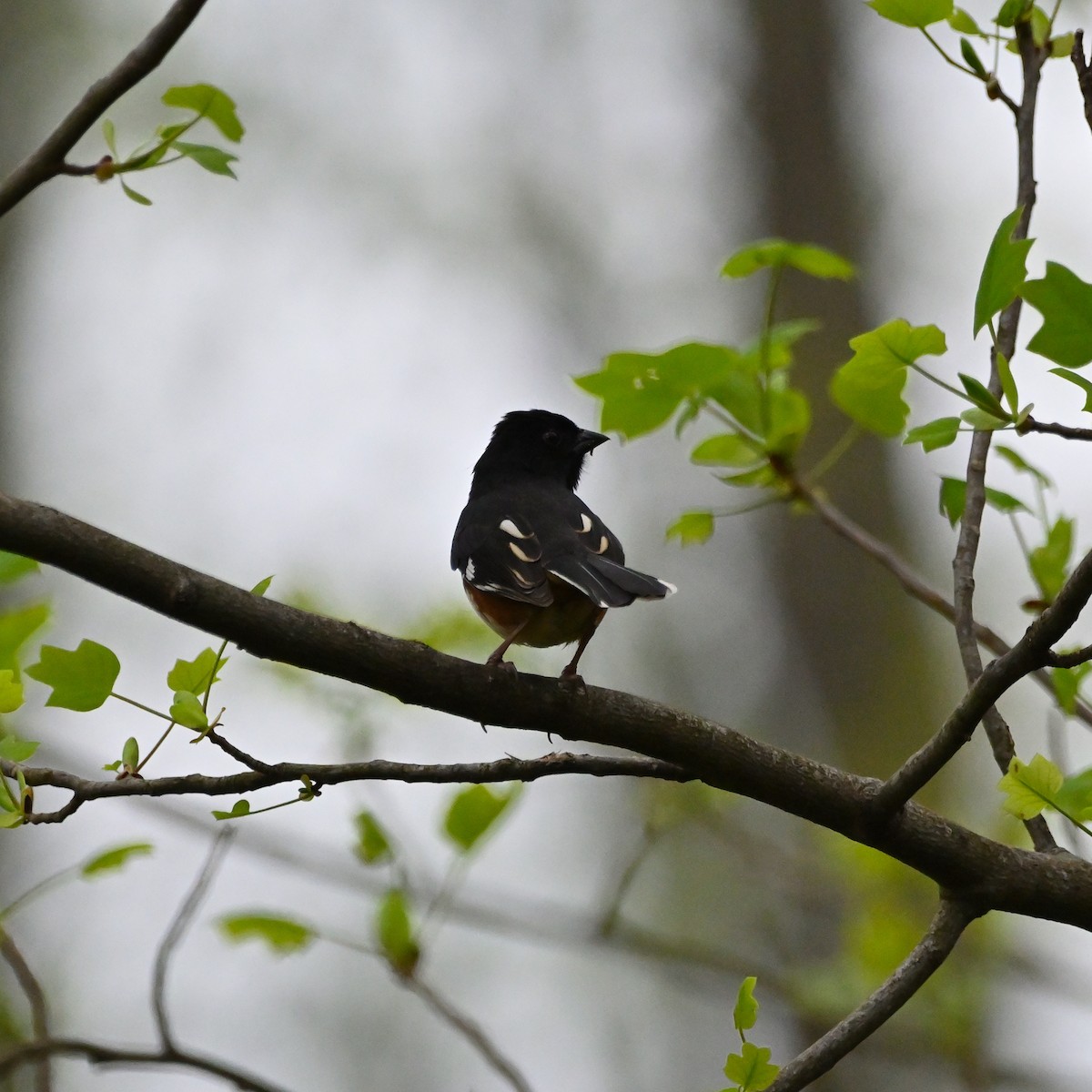 Eastern Towhee - ML559075031