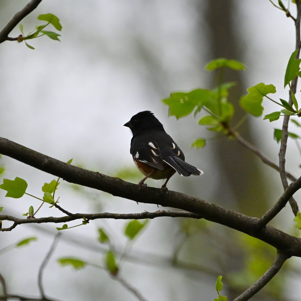 Eastern Towhee - ML559075041