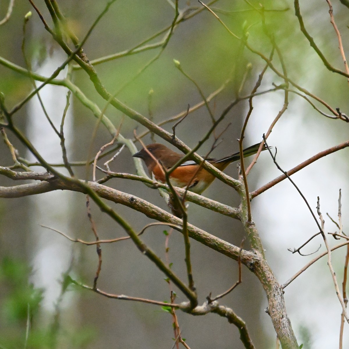 Eastern Towhee - ML559075051