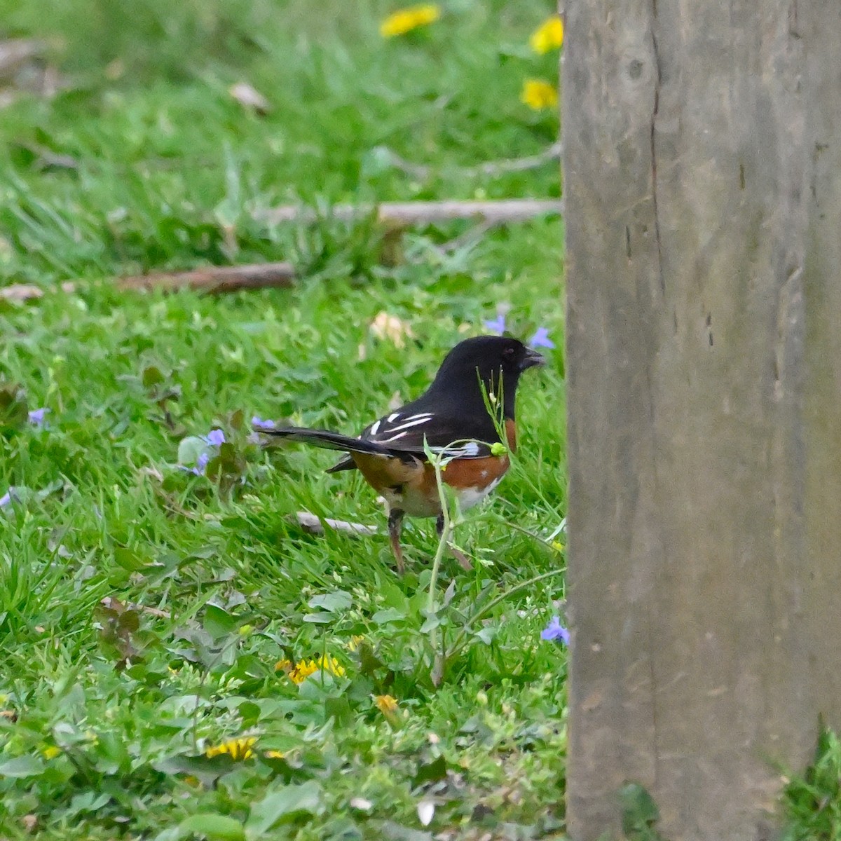 Eastern Towhee - ML559075061