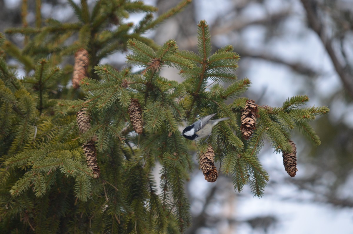 Pinu-kaskabeltza - ML559075451