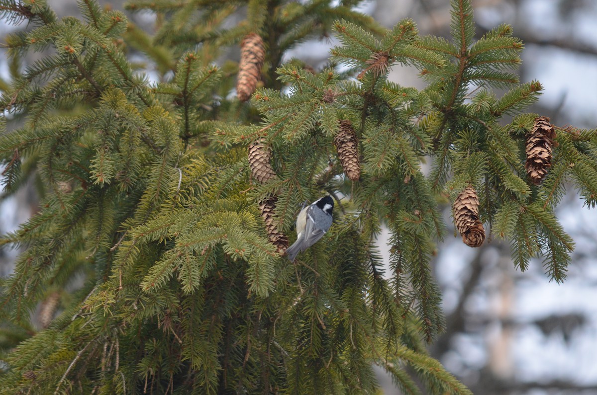 Pinu-kaskabeltza - ML559075461