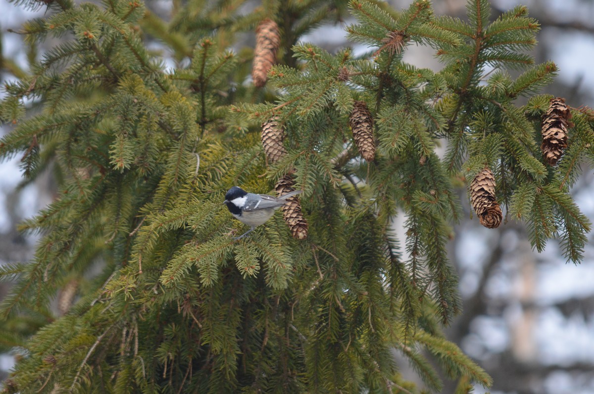 Pinu-kaskabeltza - ML559075471