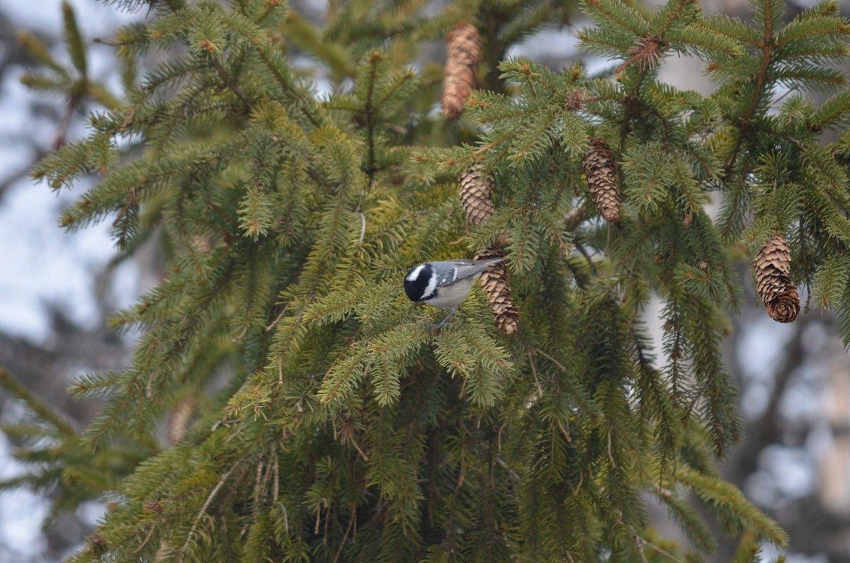 Pinu-kaskabeltza - ML559075481