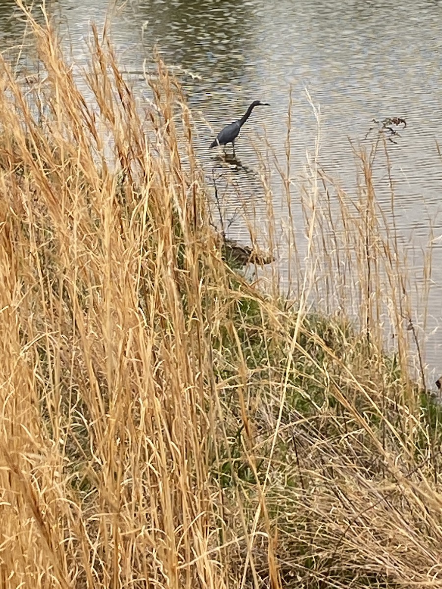 volavka modrošedá - ML559075711