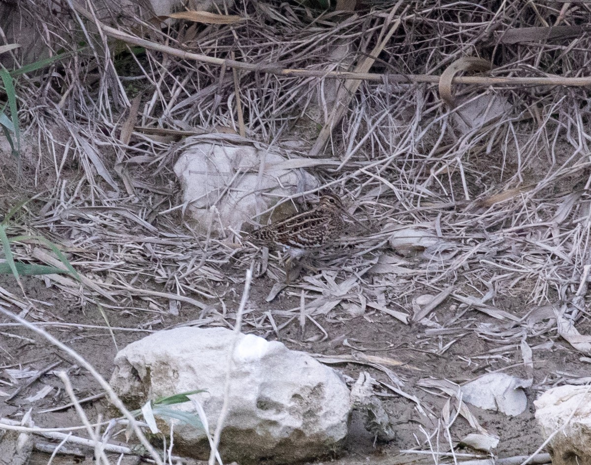Croccolone - ML559075821