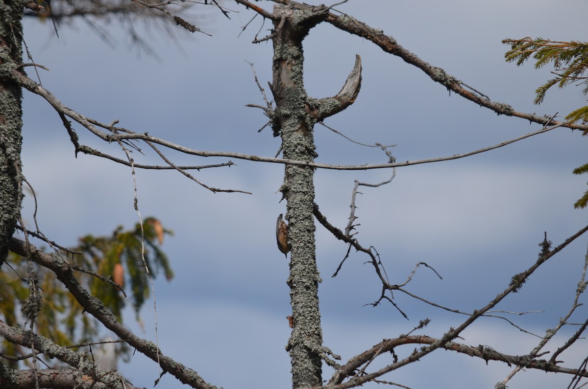 Garrapo eurasiarra - ML559075921