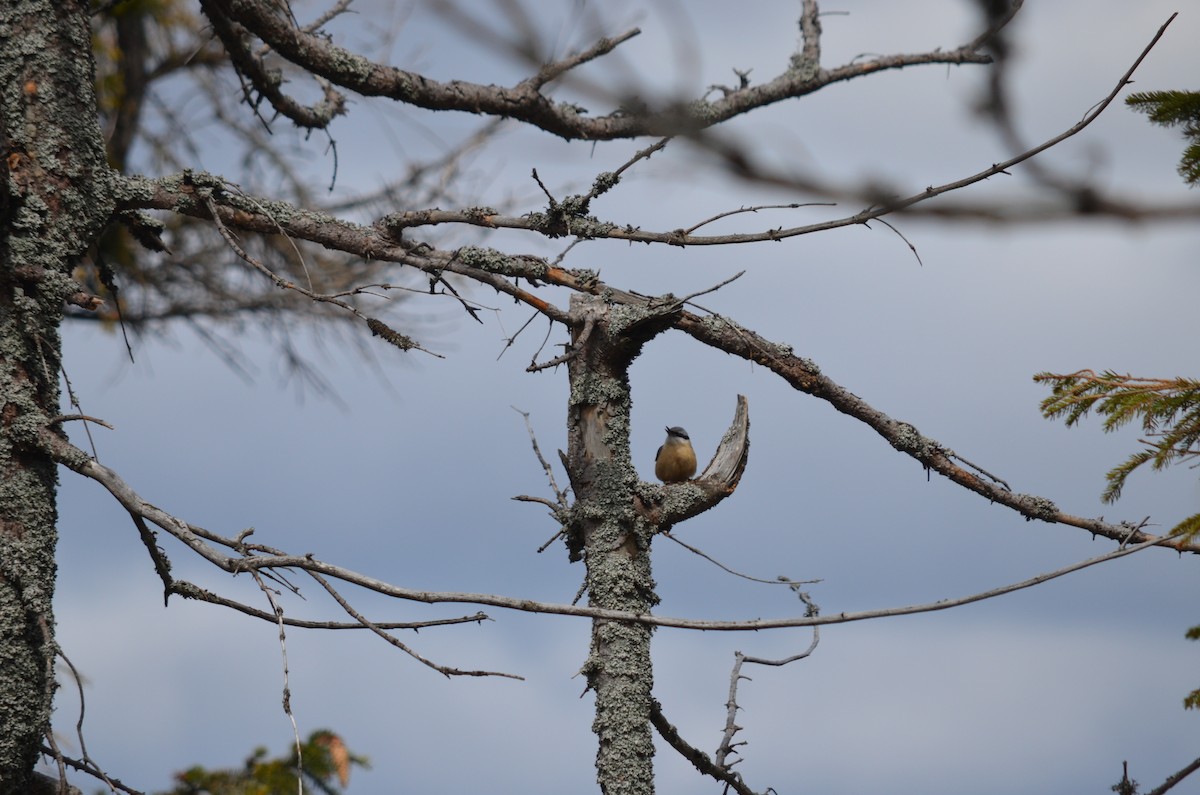 Garrapo eurasiarra - ML559075931