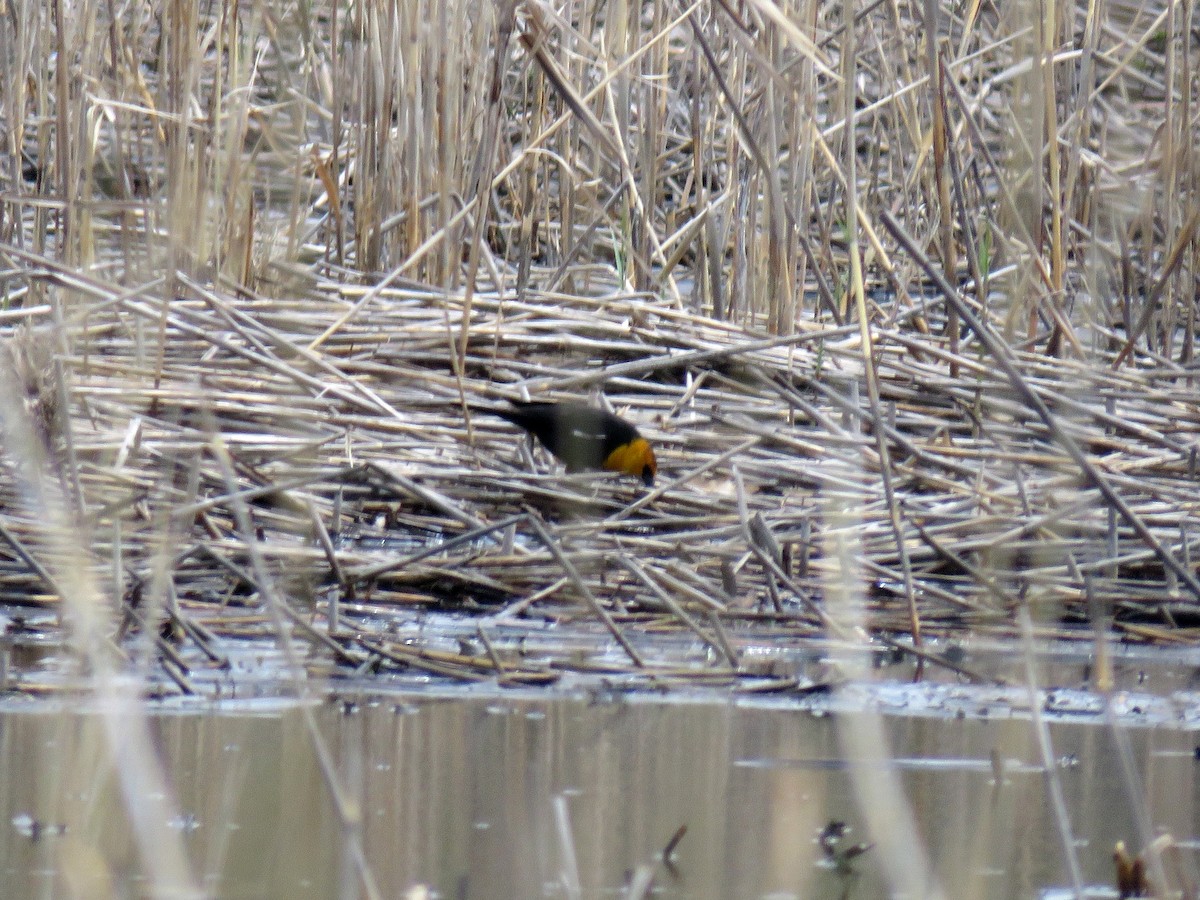 Yellow-headed Blackbird - Tom Frankel