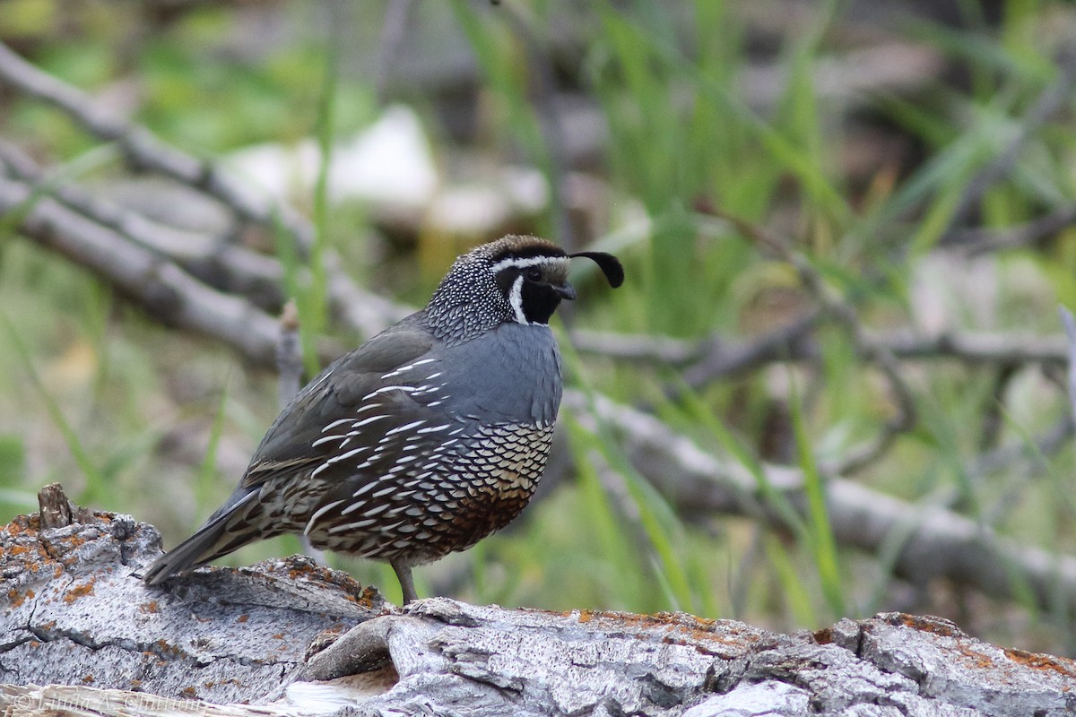 California Quail - ML55907821