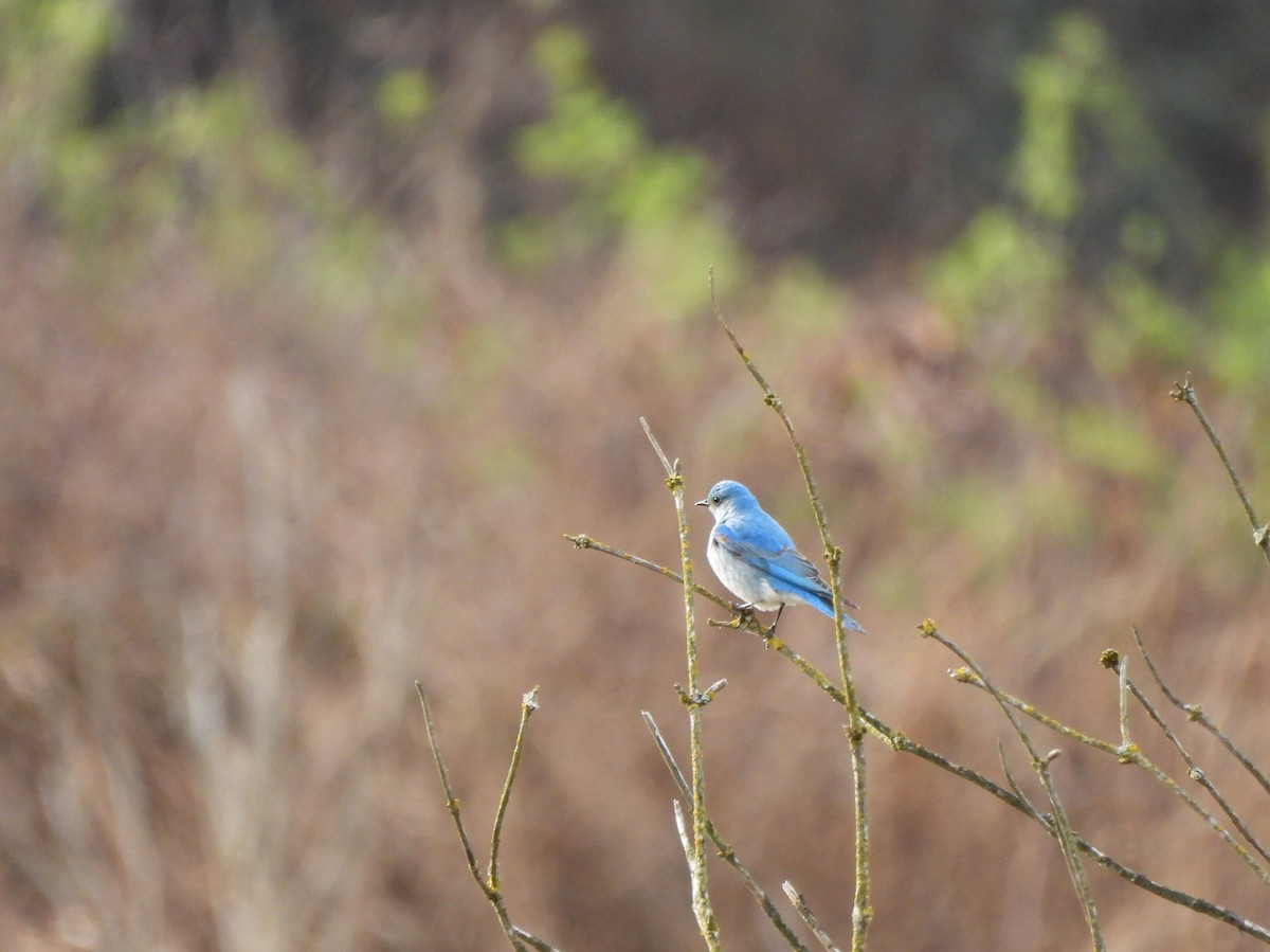 Mountain Bluebird - ML559078901