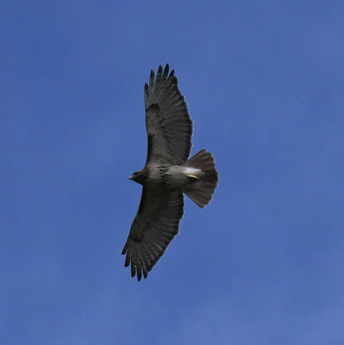 Red-tailed Hawk - ML559079991