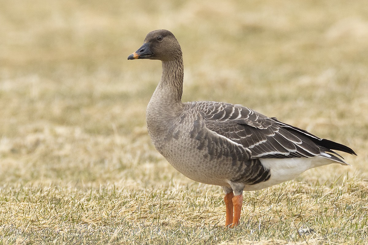 Tundra Bean-Goose - ML559080431