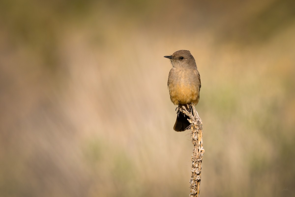 Say's Phoebe - Daniel Grossi