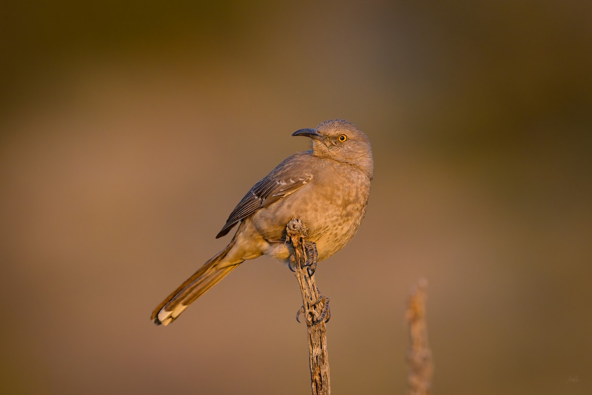 Curve-billed Thrasher - Daniel Grossi