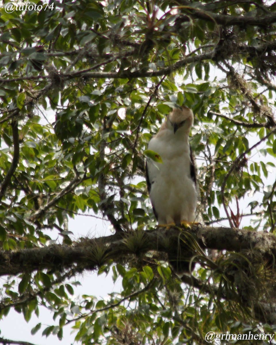 Águila Galana - ML559083151