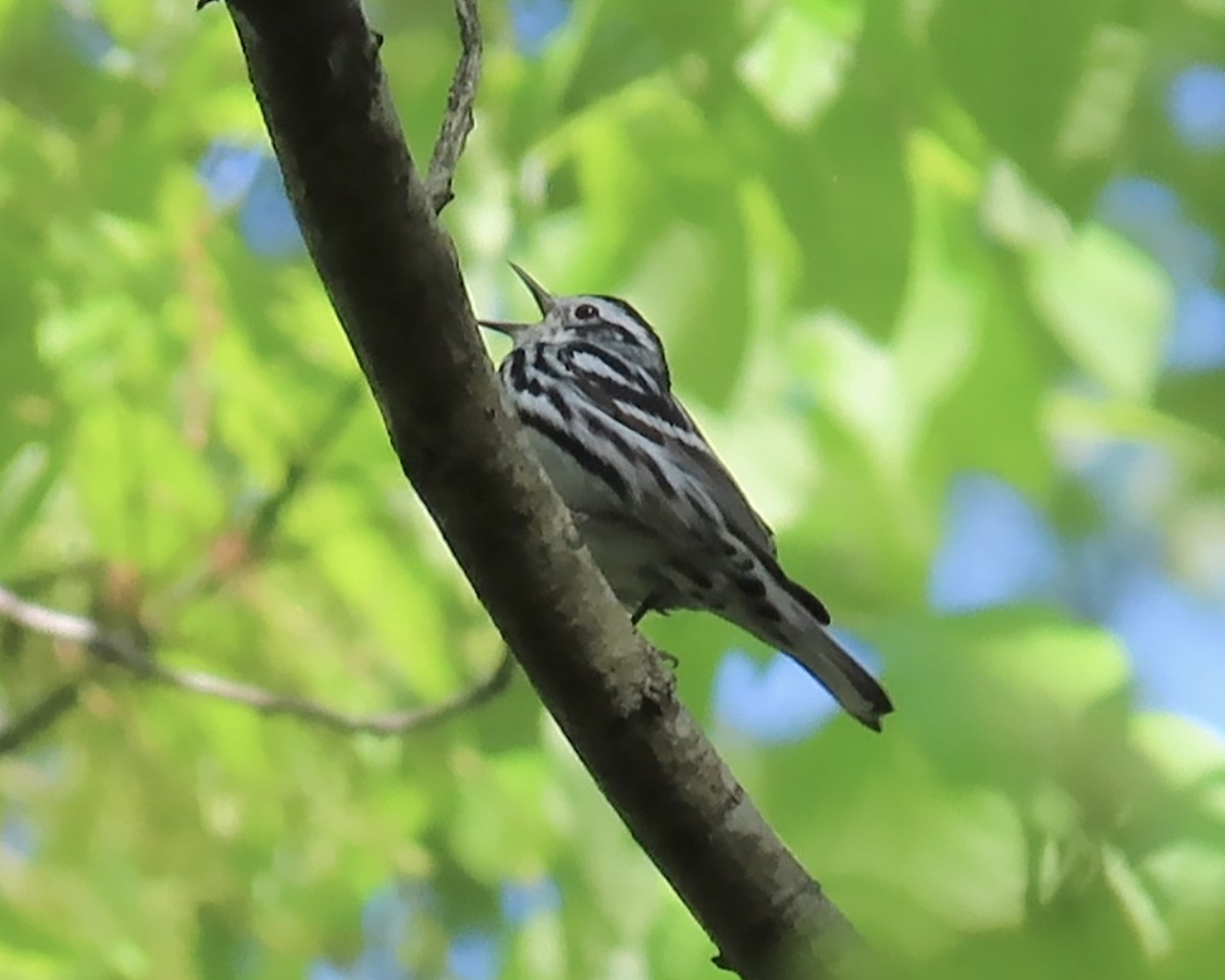 Black-and-white Warbler - ML559086001