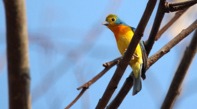 Orange-breasted Bunting - ML55908601