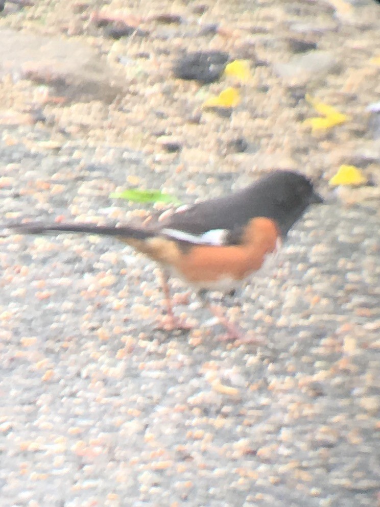 Eastern Towhee - ML559086951