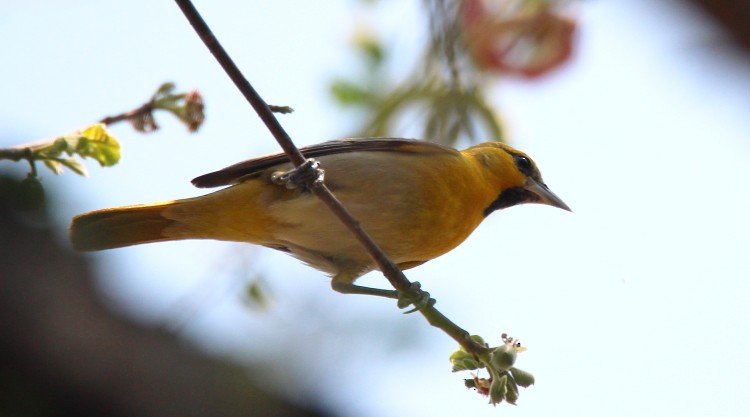 Oriole d'Abeillé - ML55908701