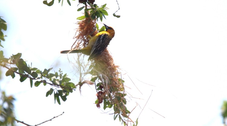 Oriole à dos rayé - ML55908741
