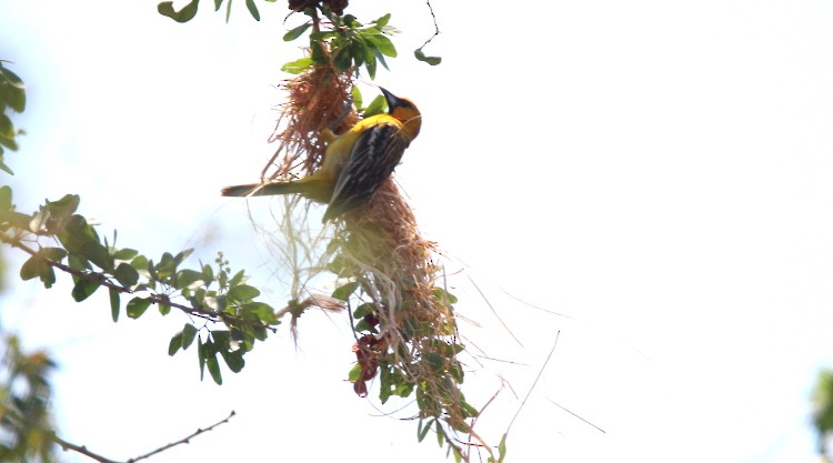 Streak-backed Oriole - Paul Lewis