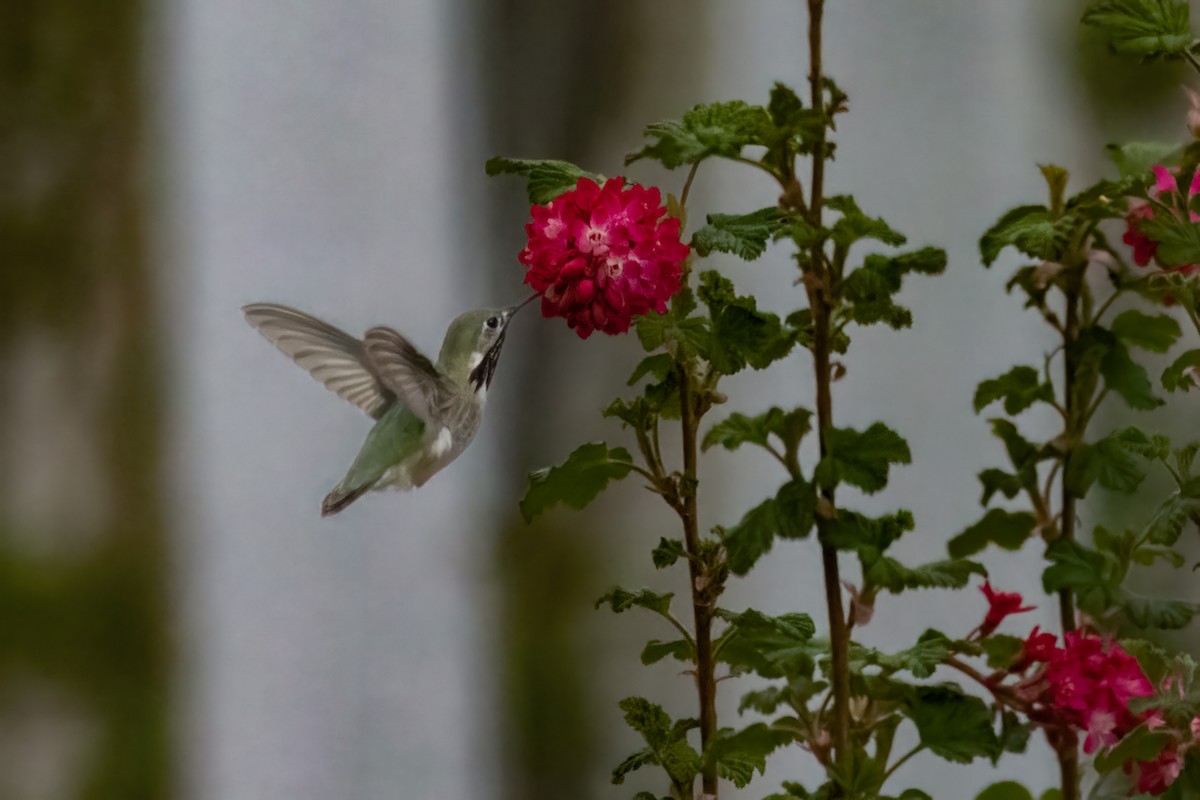 Calliope Hummingbird - Keeley  Kirkendall