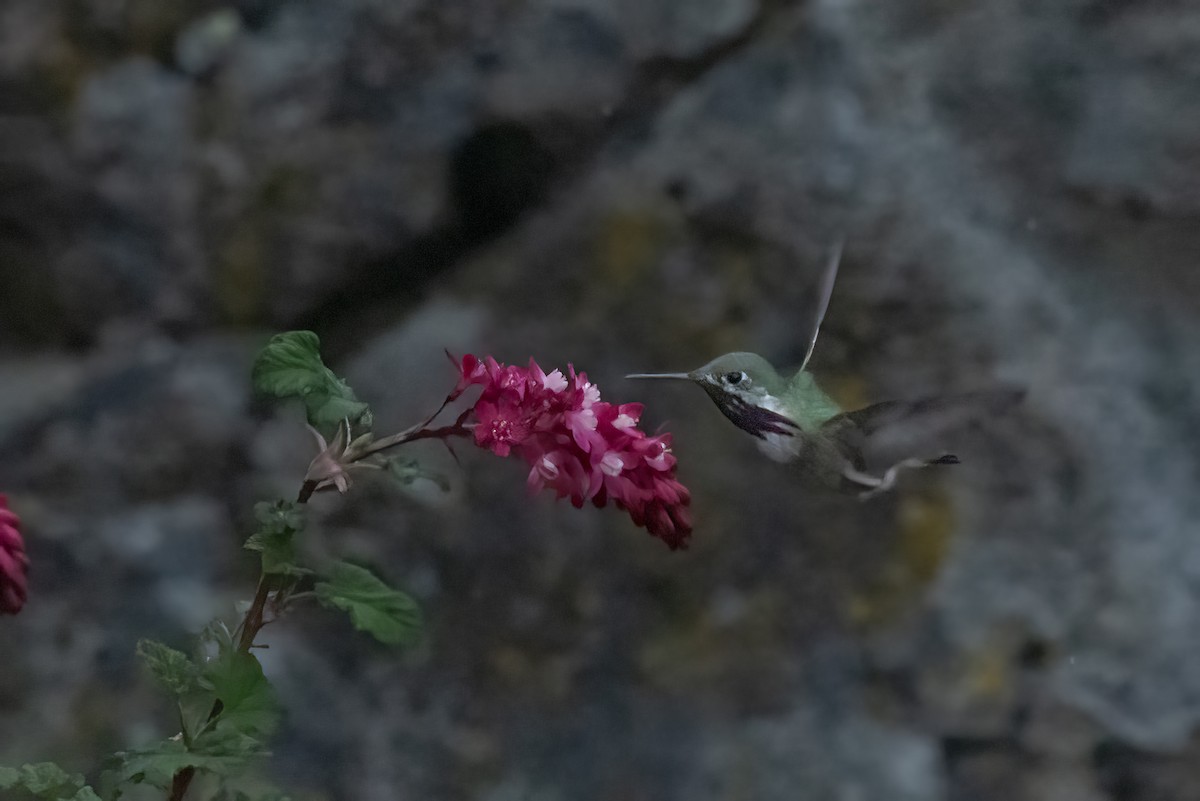 Calliope Hummingbird - ML559087531