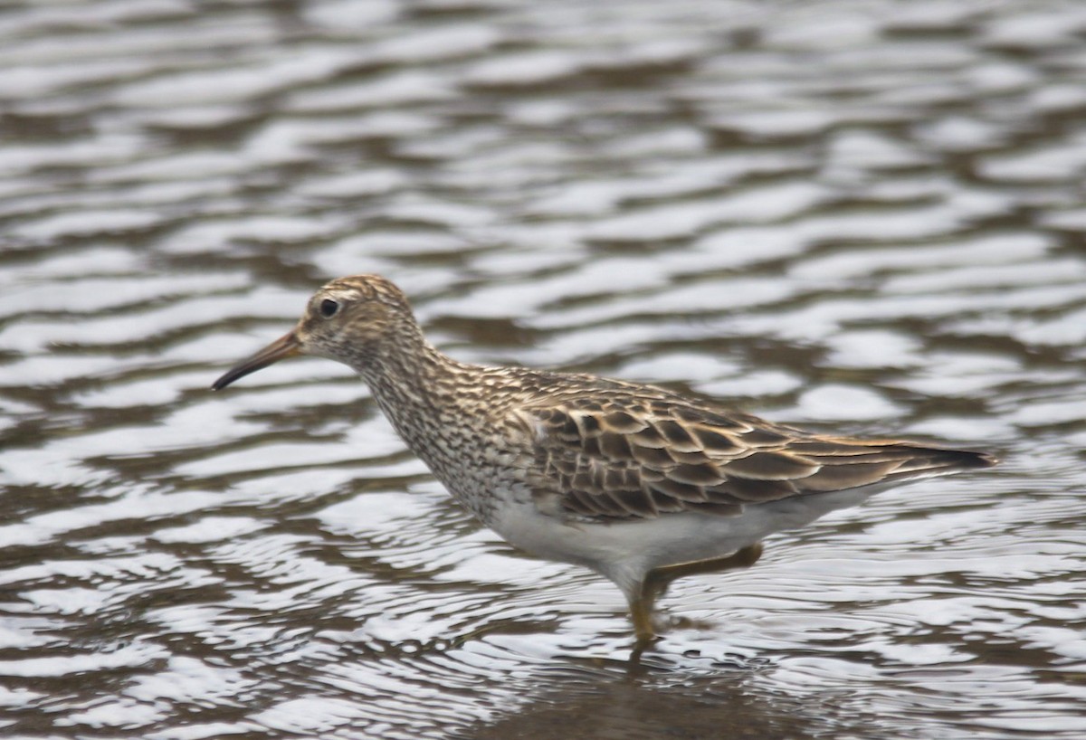 Pectoral Sandpiper - ML559090081