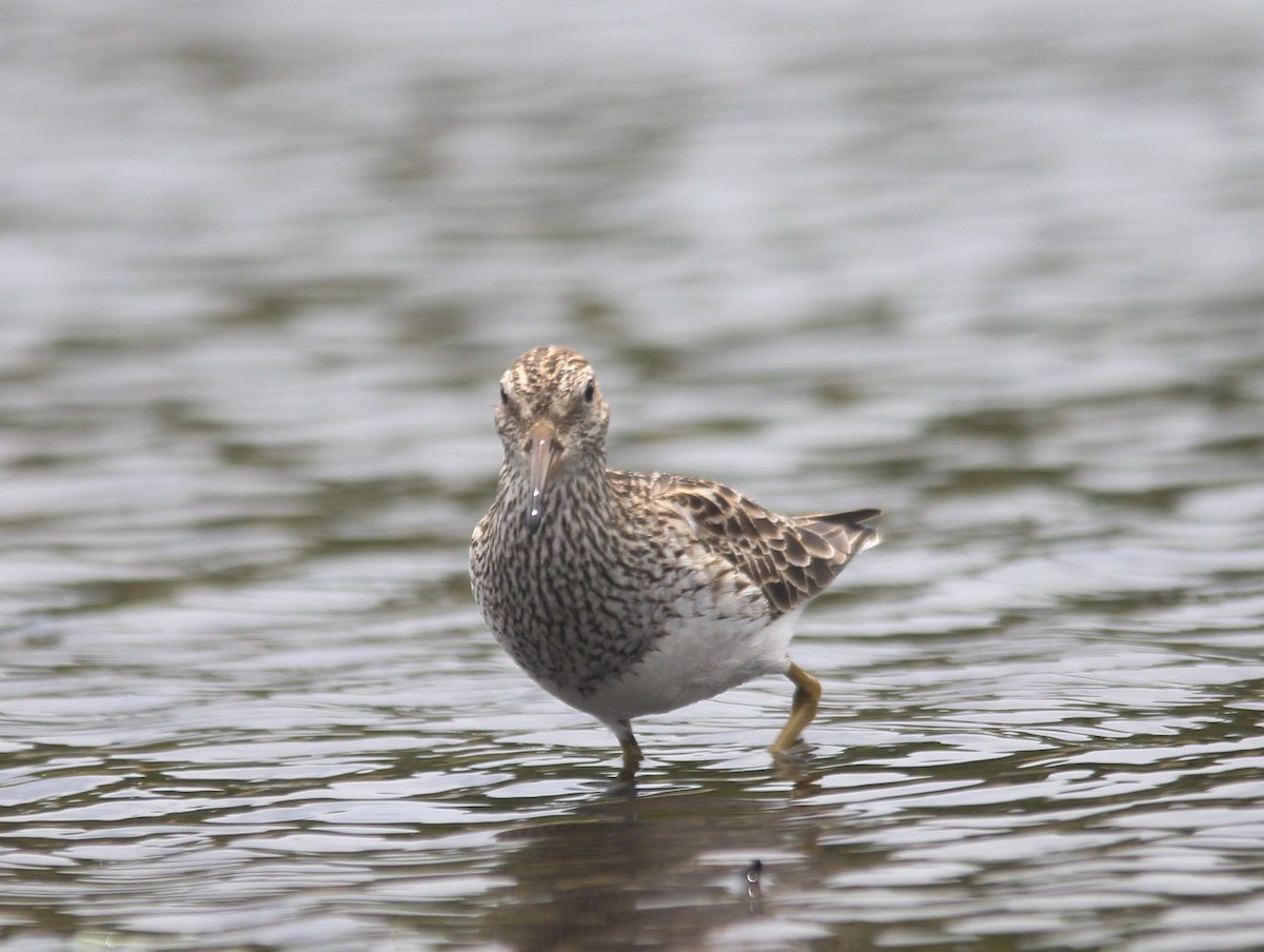 Pectoral Sandpiper - kenneth reyes