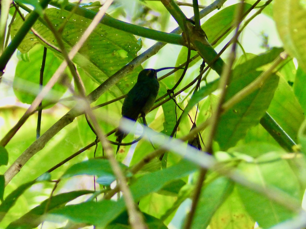 Grünschattenkolibri - ML559090741