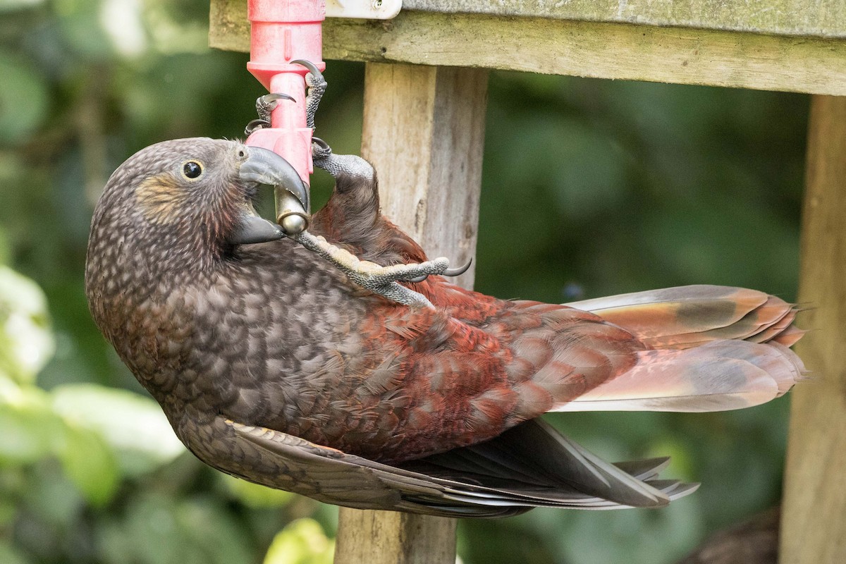 New Zealand Kaka - ML55909171