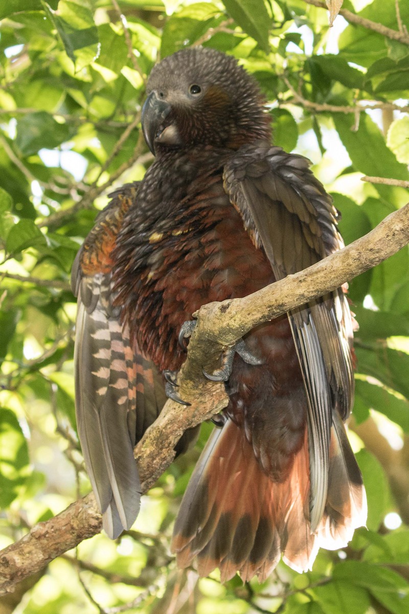 New Zealand Kaka - ML55909181