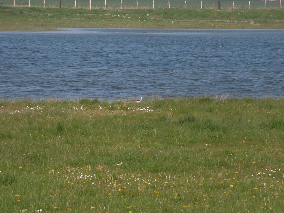 Black-winged Stilt - ML559092581