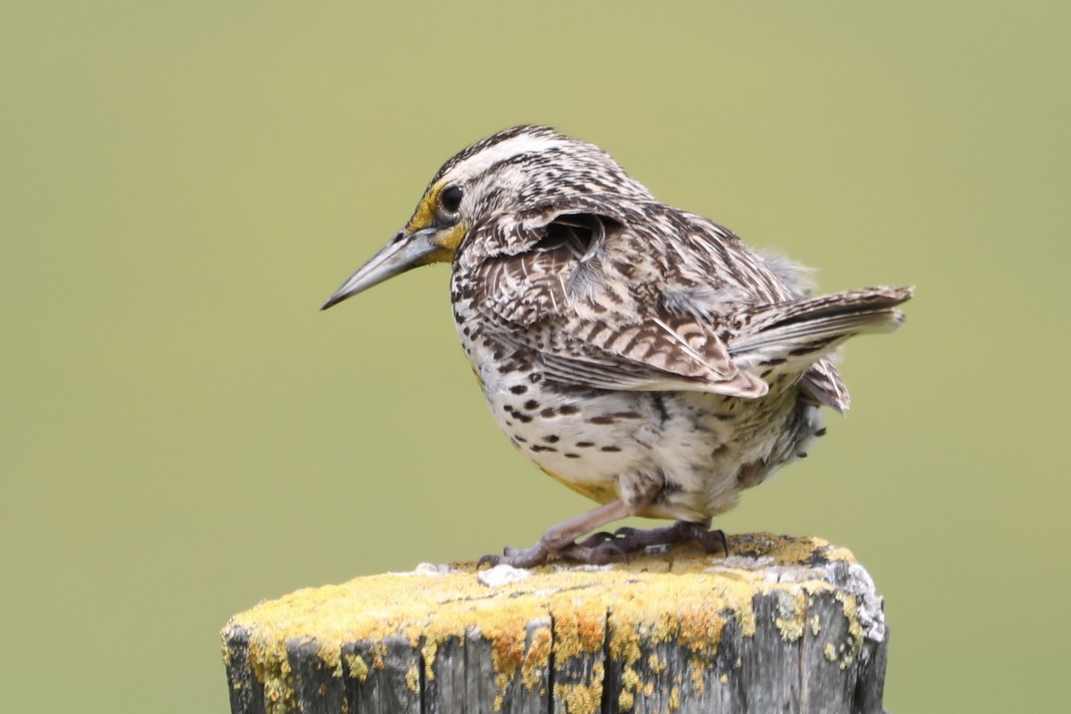 Western Meadowlark - ML559092911